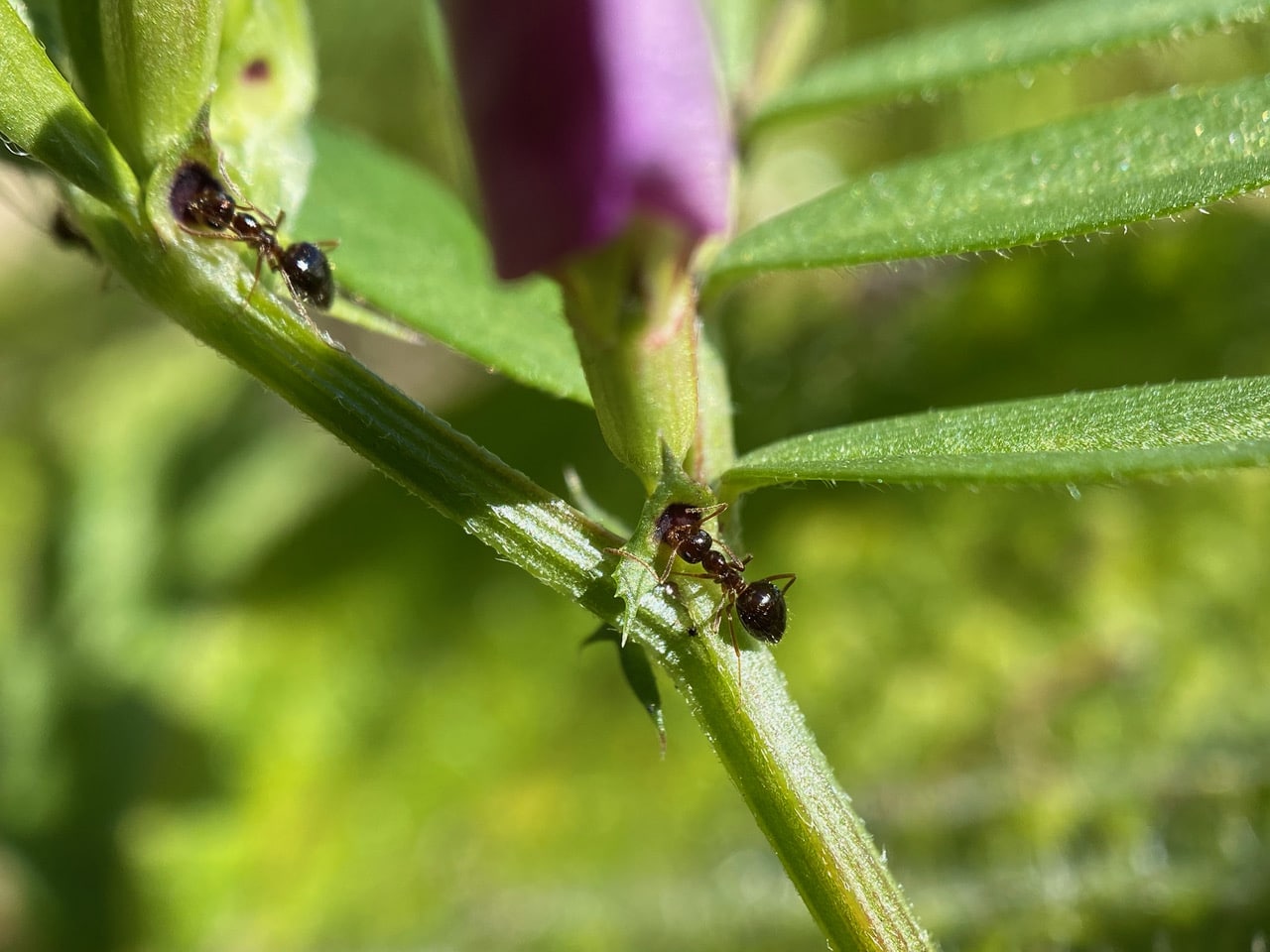 pollinator_post_4_13_23_1_4b1bf3b68384914a_images_013