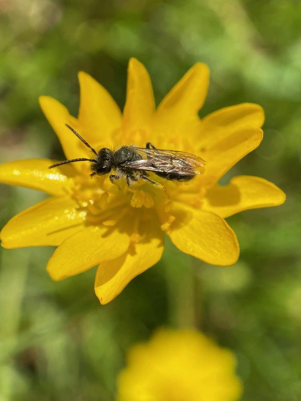 pollinator_post_4_16_24_1_5da548fcdfebea26_images_032