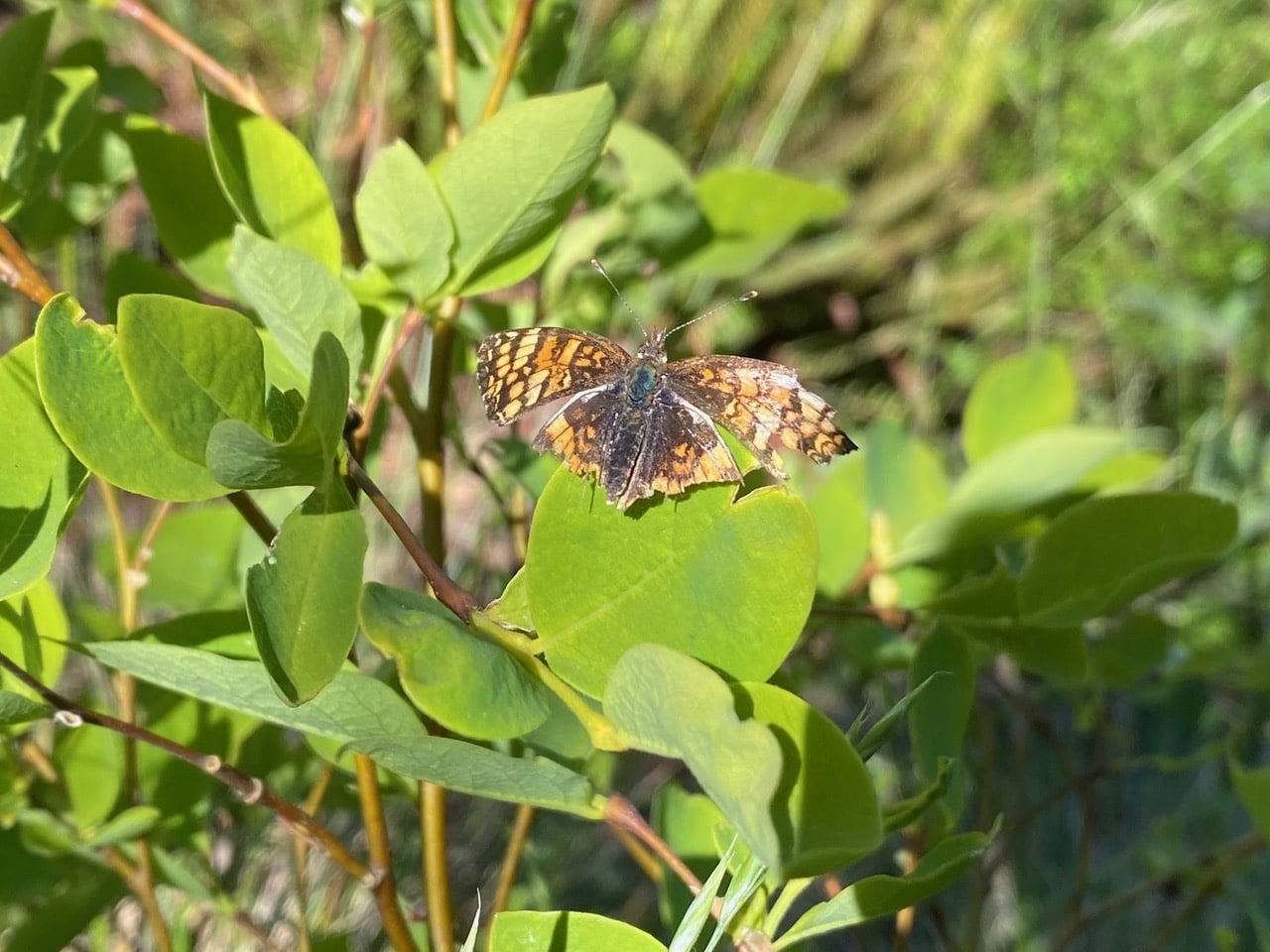 pollinator_post_4_18_24_eae3b79f632b6d4b_images_021