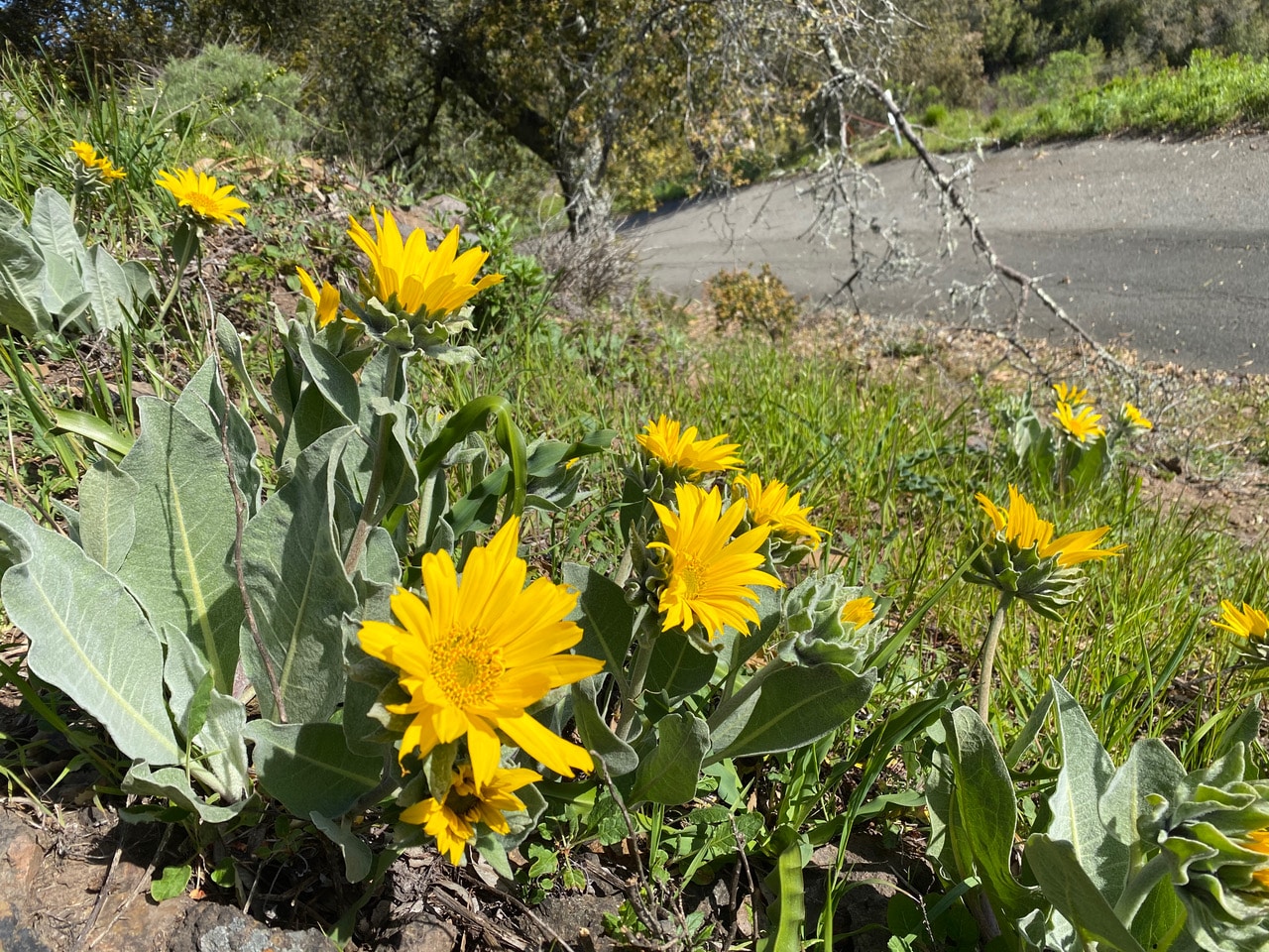 pollinator_post_4_19_23_1_656fa7fffd656c2d_images_018