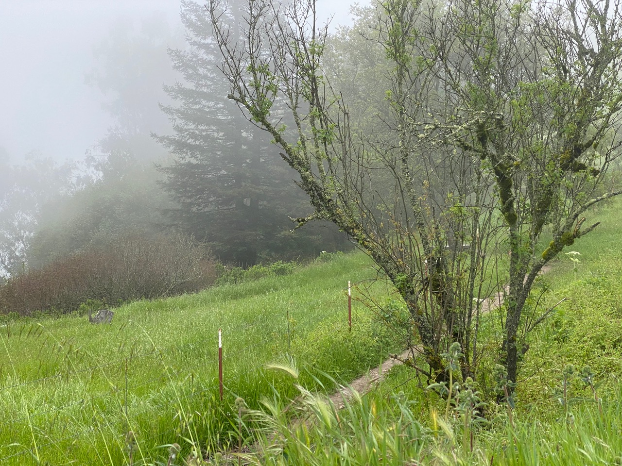 pollinator_post_4_19_24_1_49ea7d66a99a57d5_images_022