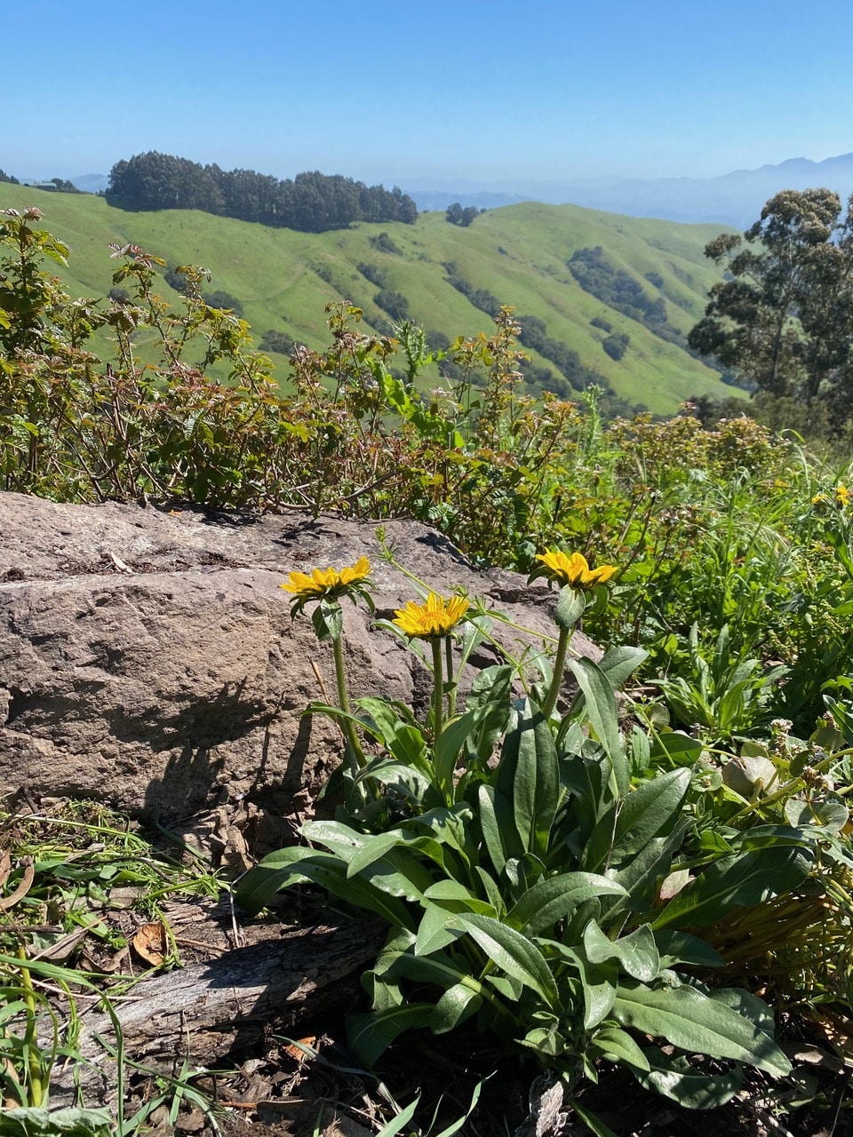 pollinator_post_4_19_24_2_15f6ca255fe12e69_images_024