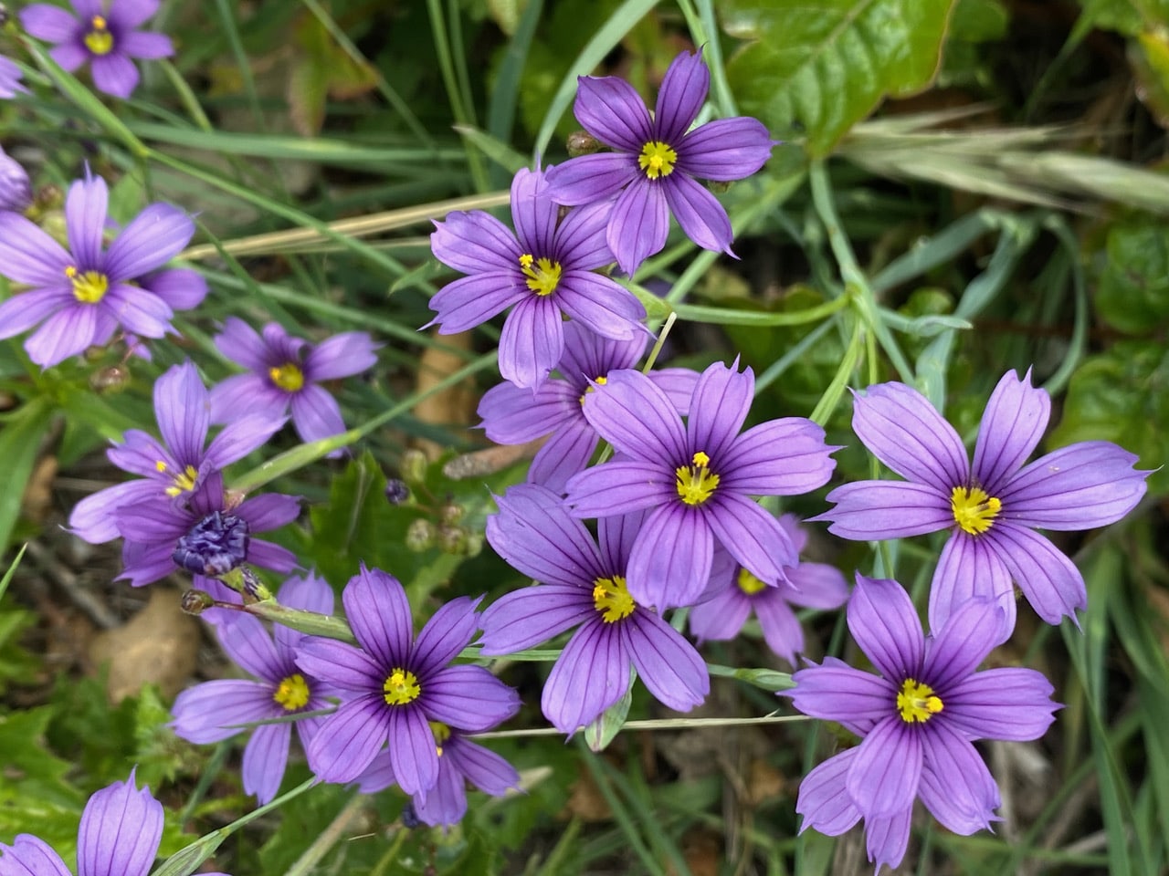 pollinator_post_4_24_24_1_741c6bc67c3fdd80_images_028