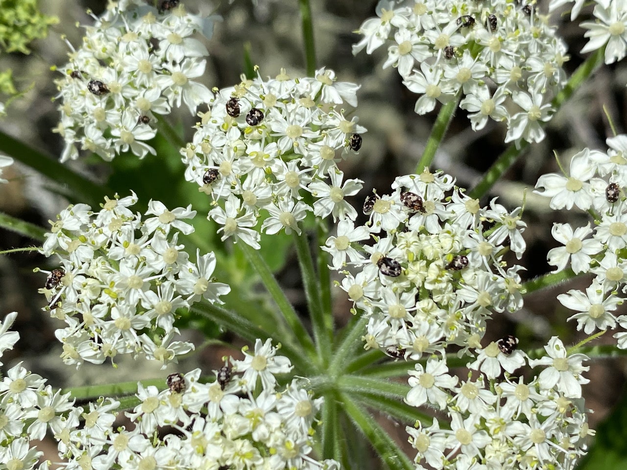 pollinator_post_4_27_23_2_9cb32b44a5b4c8aa_images_015