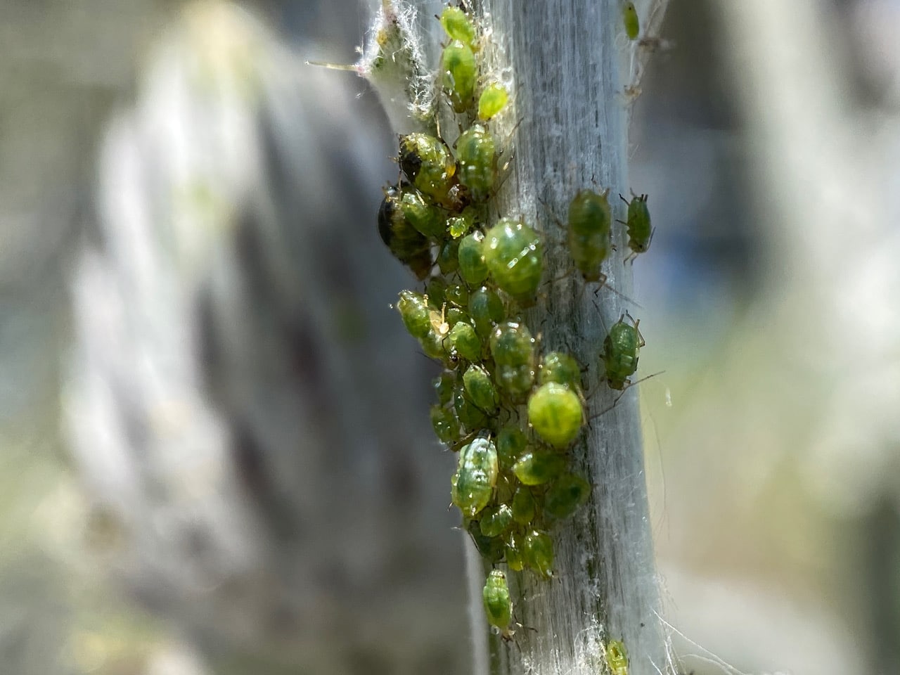 pollinator_post_4_29_23_2_93e8379acf0da5e4_images_020