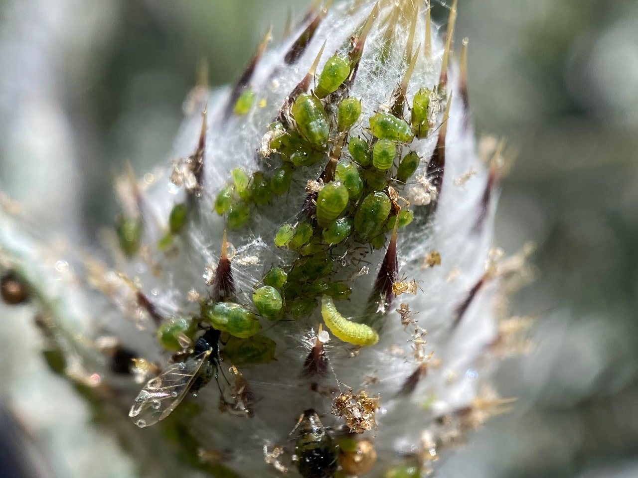 pollinator_post_4_29_23_3_2d2ad4294636cd31_images_017