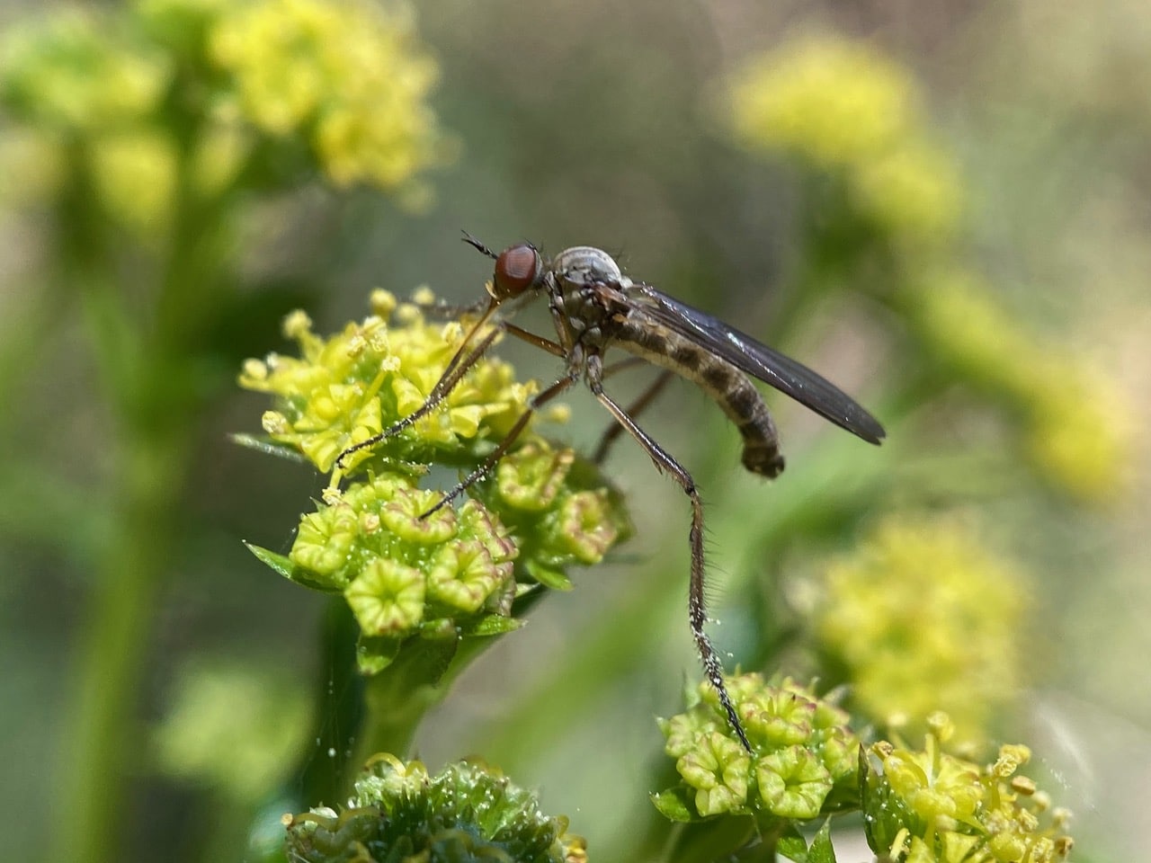 pollinator_post_4_2_24_2_48b9397bafcfe0e8_images_021