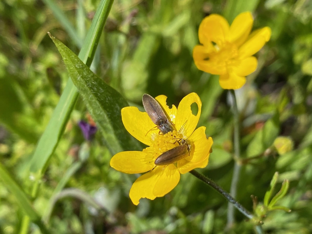 pollinator_post_4_30_24_1_6ff4cdacc825041_images_023