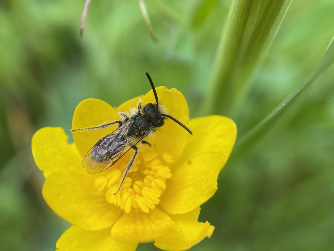 pollinator_post_4_3_24_2_3d17be6b48b603d7_images_037