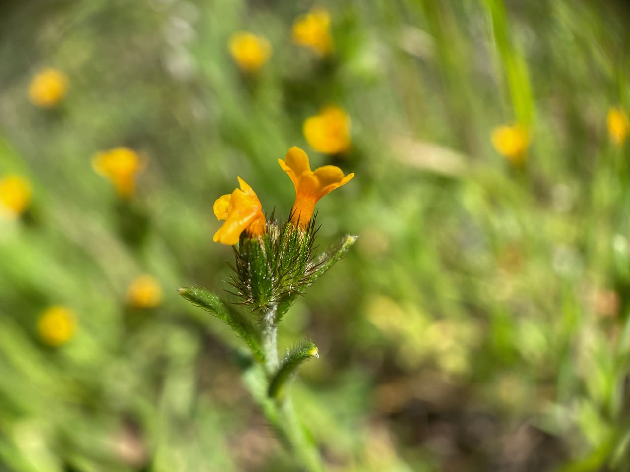 pollinator_post_4_8_23_2_aea5fd7a71411d89_images_002