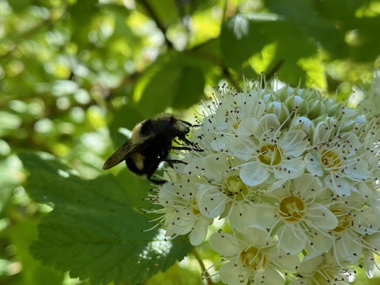 pollinator_post_5_12_24_2_a8c92ba9a6802183_images_020