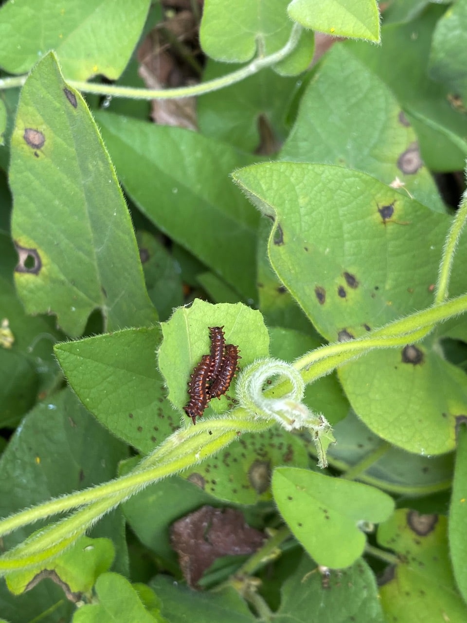 pollinator_post_5_13_24_1_fb5cb0674b2f1305_images_025