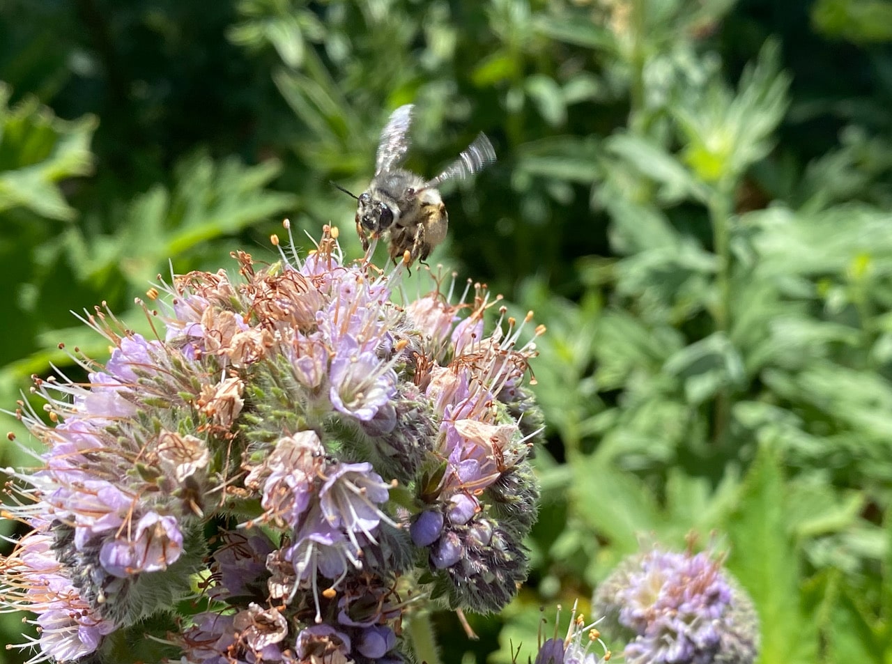 pollinator_post_5_18_23_2_dd77ae3c9c98f579_images_017