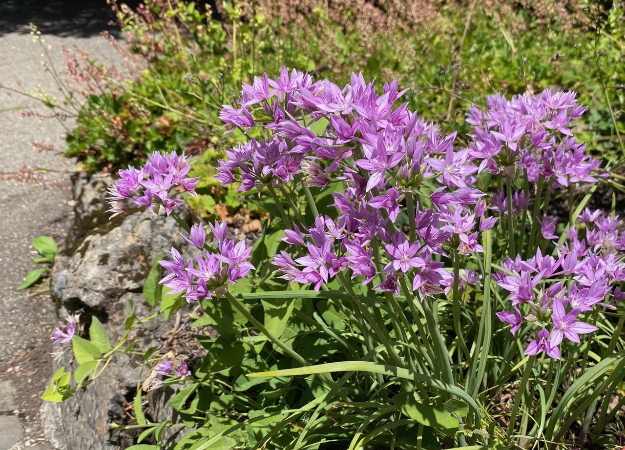 pollinator_post_5_21_24_2_e7dee70afa9c1a56_images_013