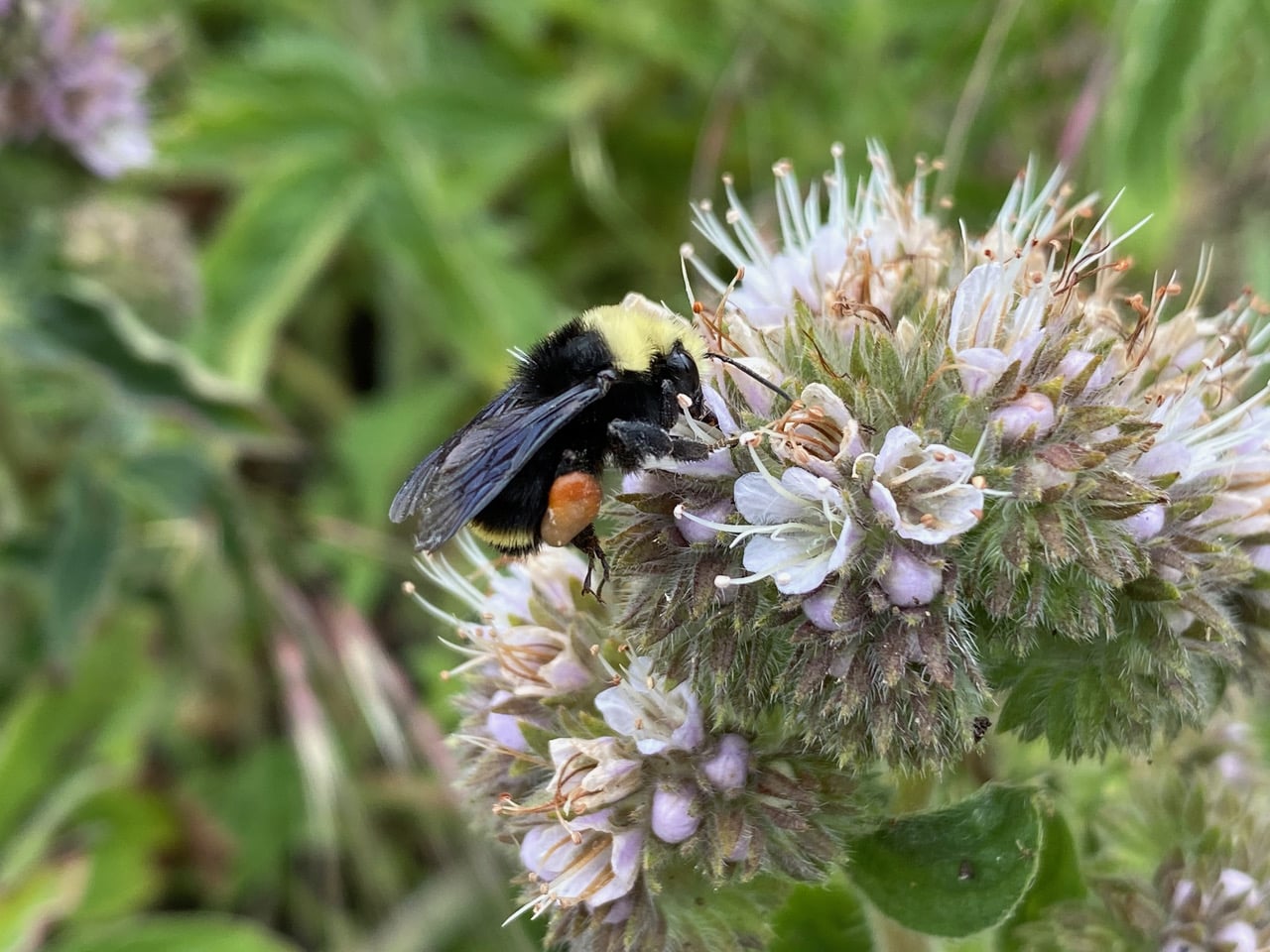 pollinator_post_5_25_23_cecb1d2f7898b24e_images_014