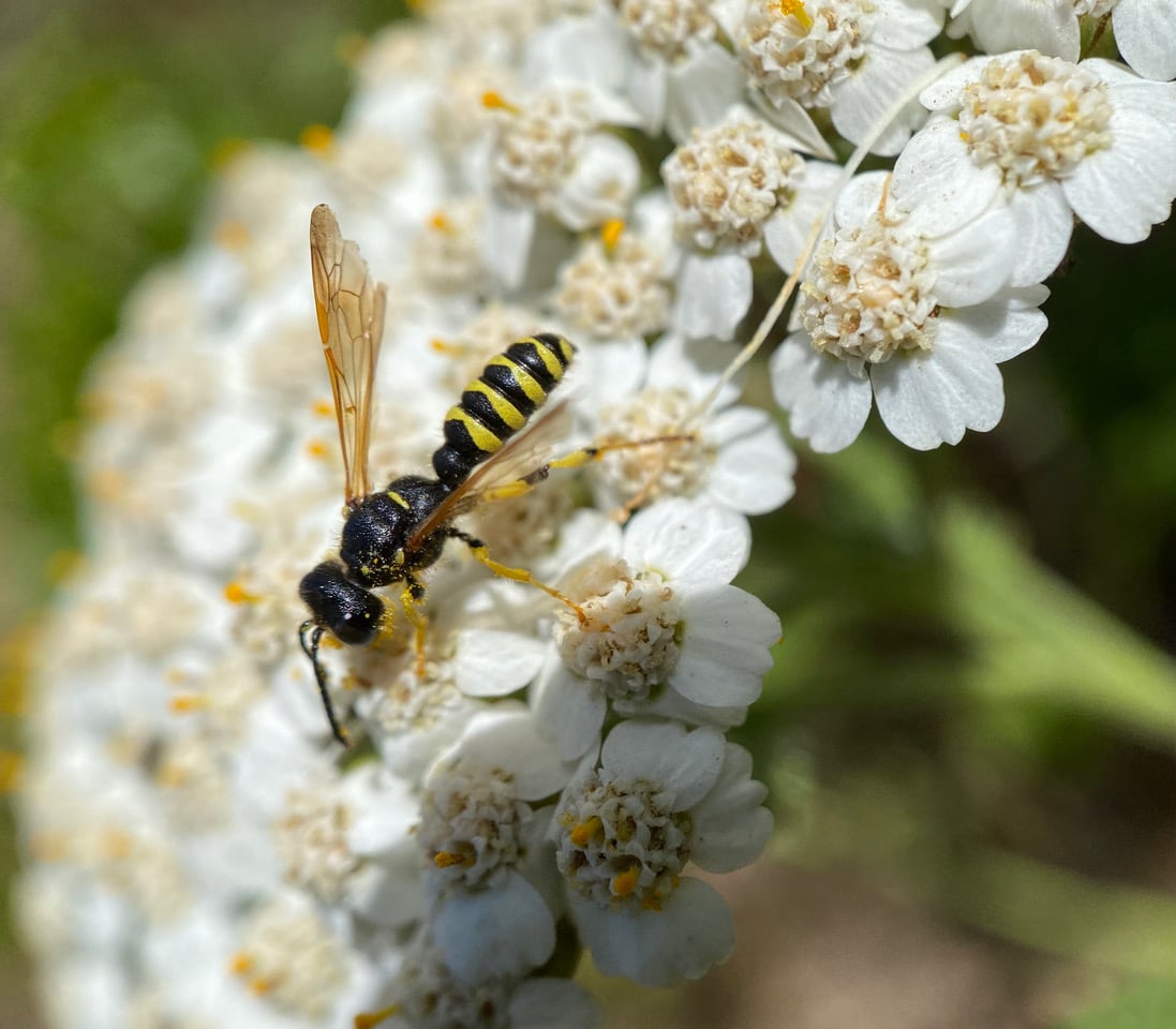 pollinator_post_5_26_23_2_6287dd2f3925da8c_images_014