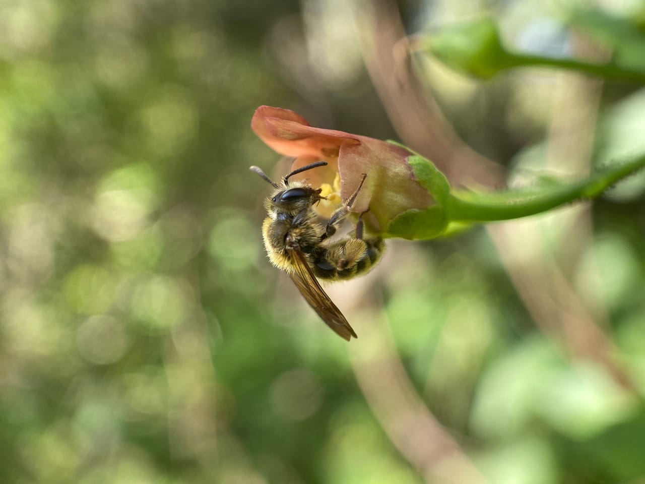 pollinator_post_5_26_24_2_4fb2850251230b2b_images_035