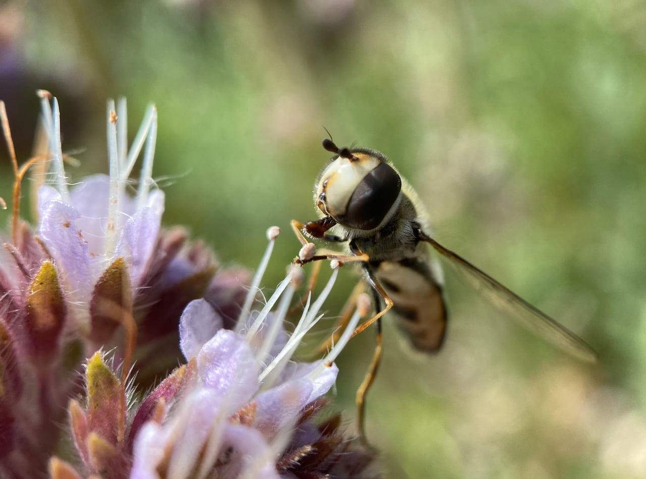 pollinator_post_5_27_23_43c3cd2362216901_images_025