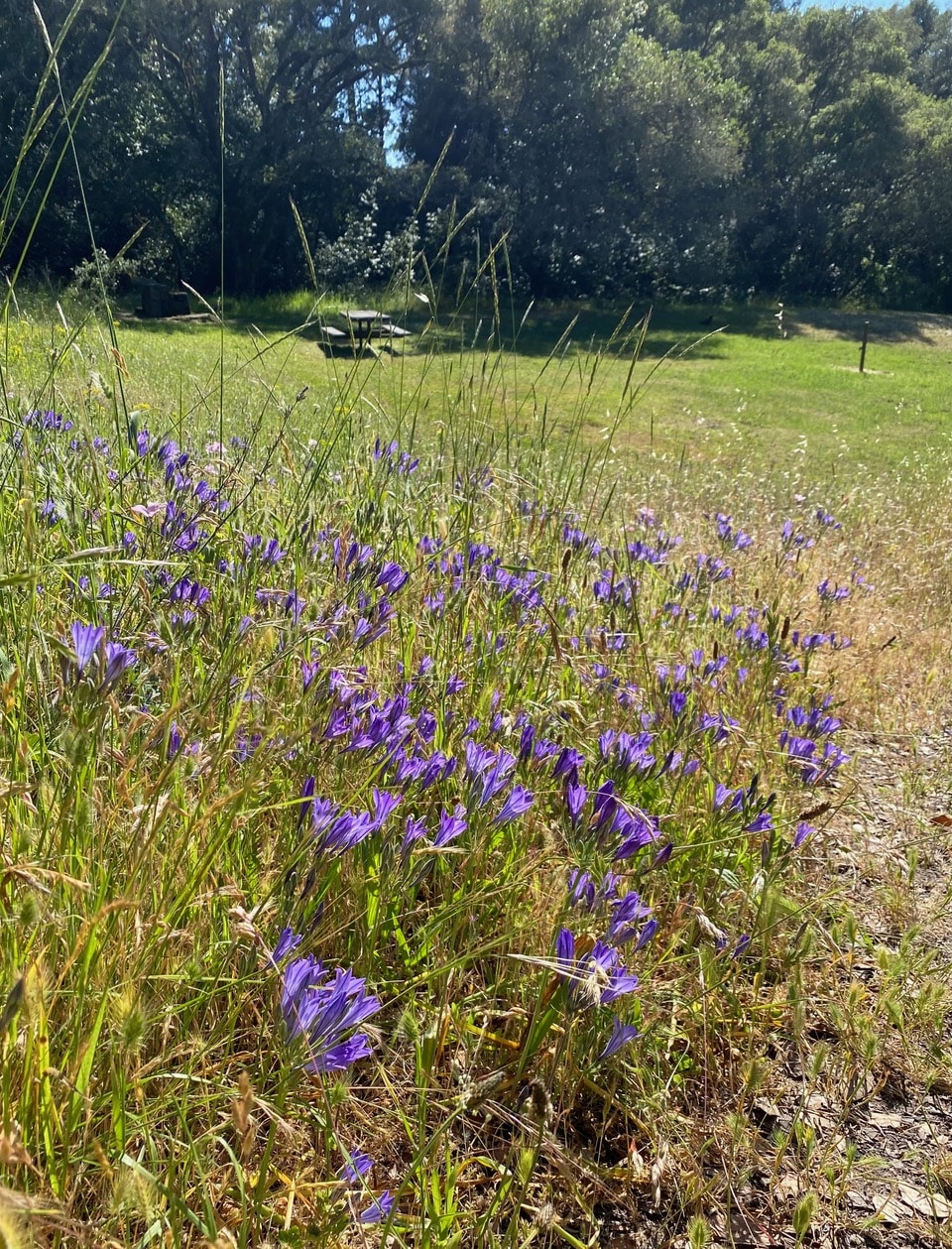 pollinator_post_5_29_24_fa96d7f0d91da608_images_026