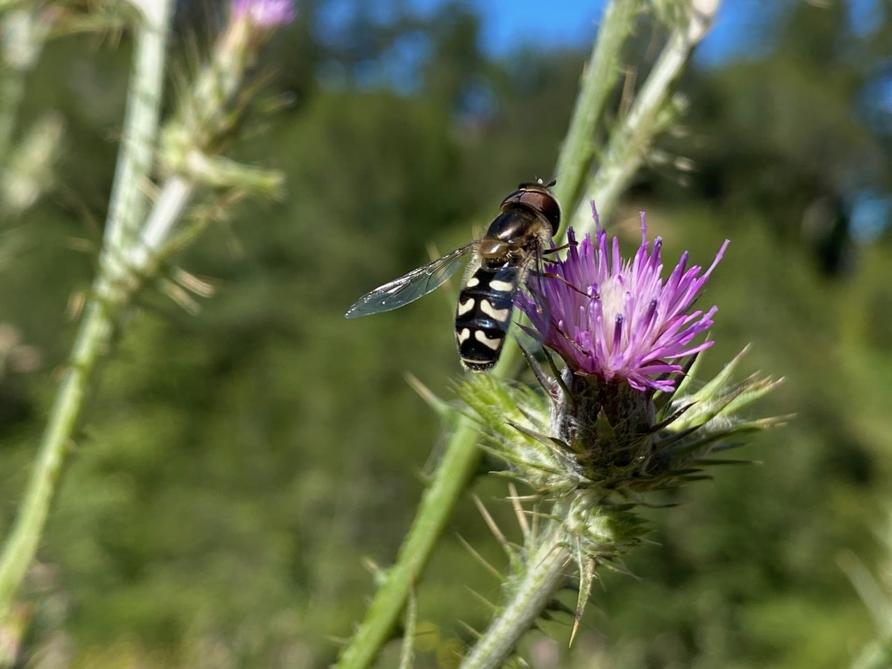 pollinator_post_5_30_24_d329dc240270fc38_images_035