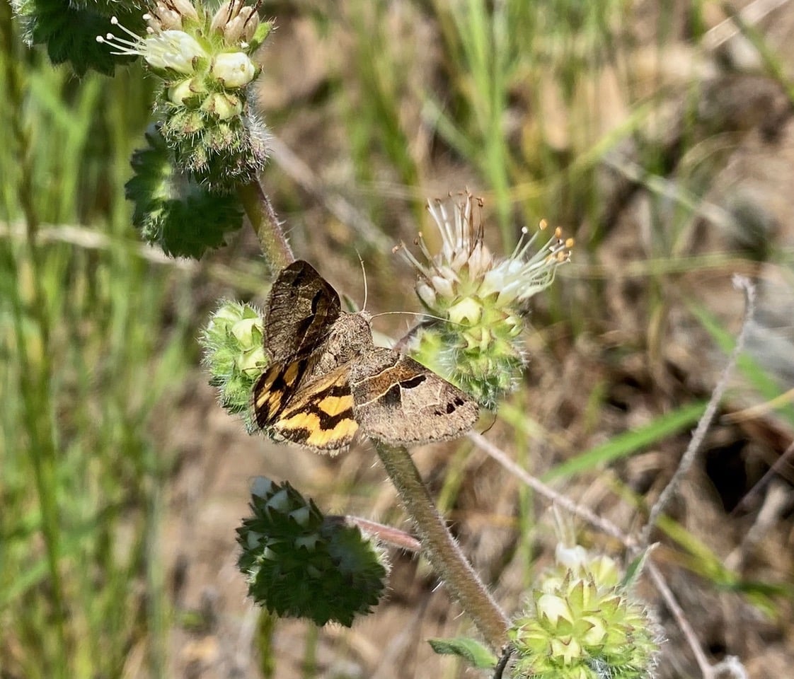 pollinator_post_5_3_24_1_ed1aefc5064f65aa_images_029