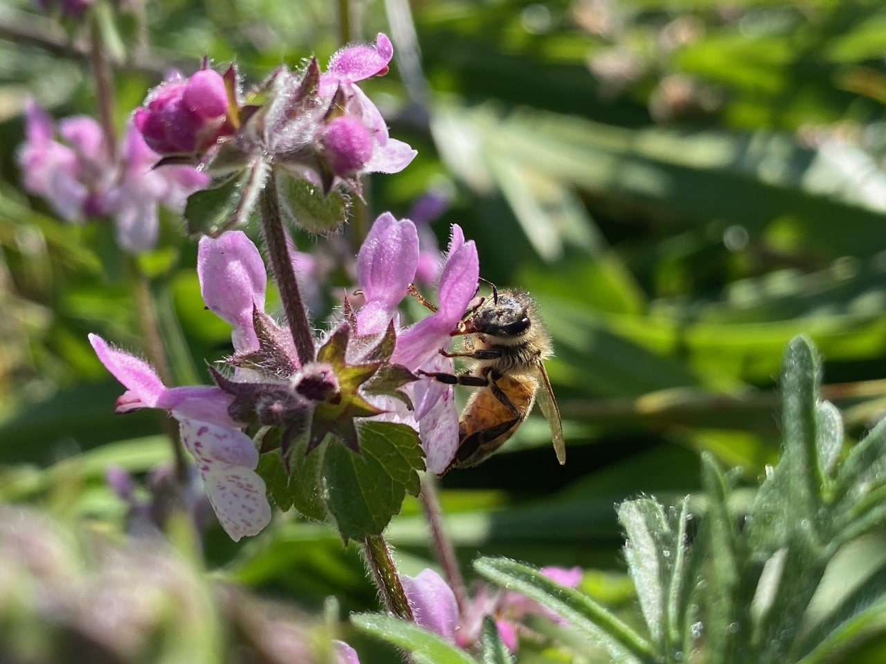 pollinator_post_5_3_24_2_e19a9e390a73932e_images_012