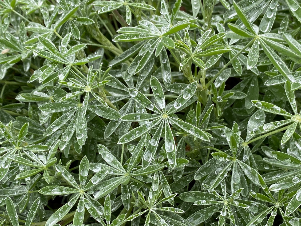 pollinator_post_5_4_23_1_29916bf1627e8379_images_017