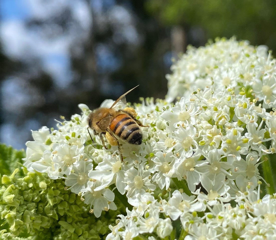 pollinator_post_5_7_23_3_e15bc138cb1bbdc_images_015