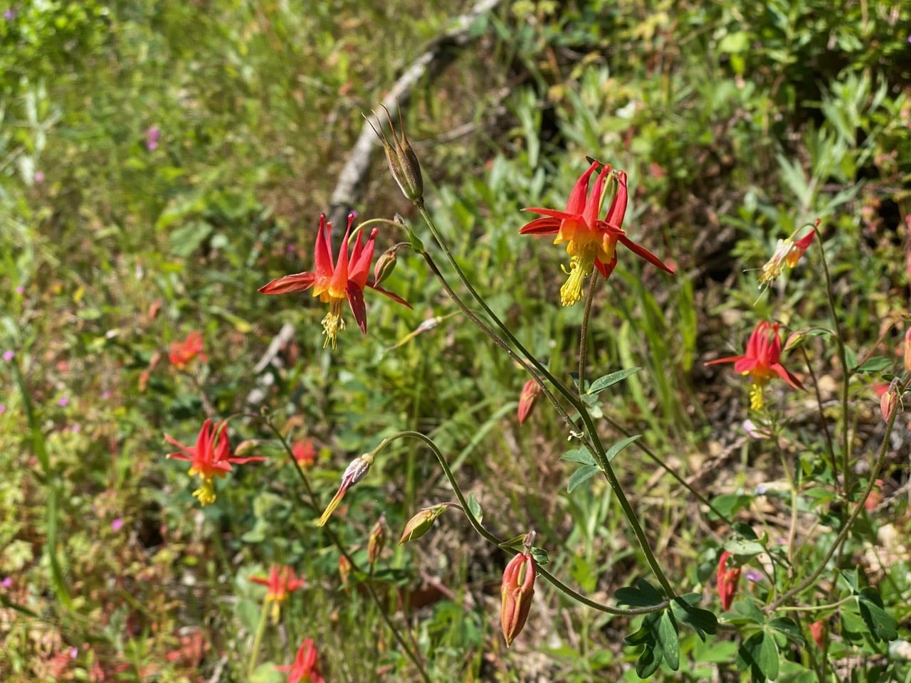 pollinator_post_5_7_24_1_f0f67dba91b07dbc_images_028