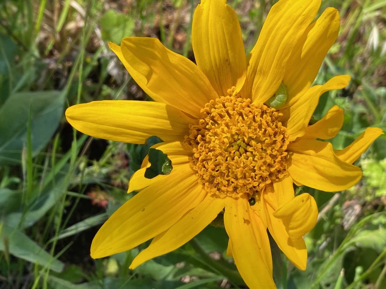 pollinator_post_5_7_24_2_38efbde6d62ab8f1_images_031