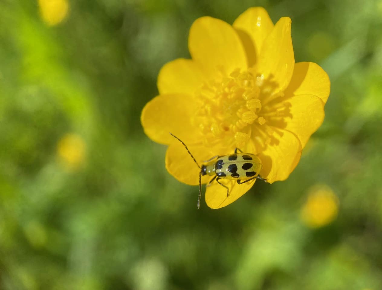 pollinator_post_5_8_24_1_ef517e4095d7a209_images_029