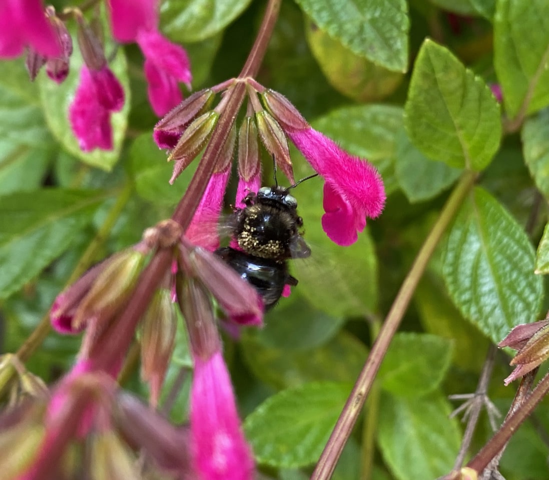 pollinator_post_5_9_23_5bc07deb74b9d26c_images_005