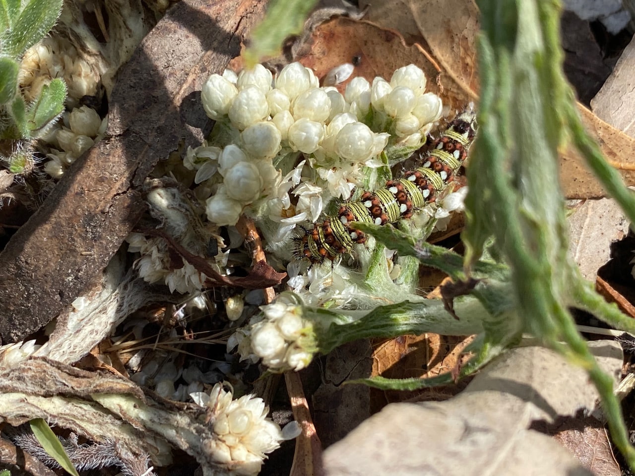 pollinator_post_6_10_23_2_2797a4b8a0ba00f6_images_008