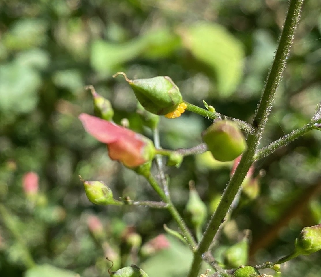 pollinator_post_6_10_24_1_ff17c1e572b32e38_images_027