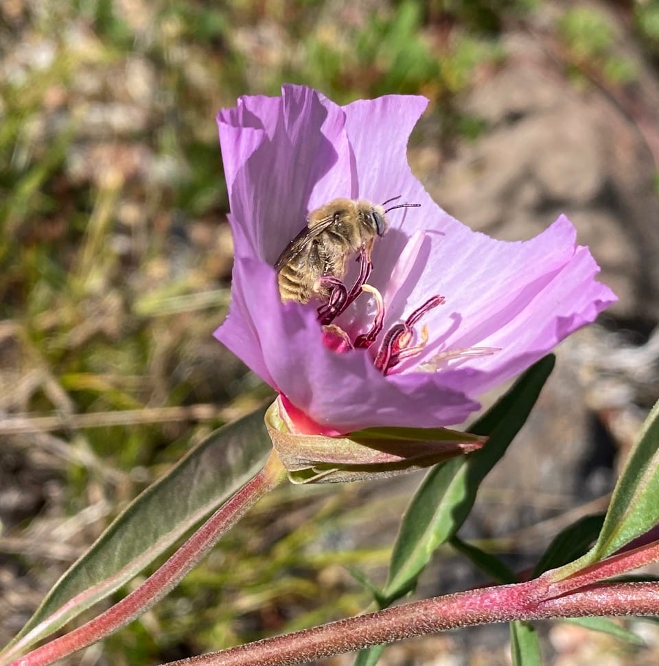 pollinator_post_6_12_24_2_ec874e371d429811_images_022