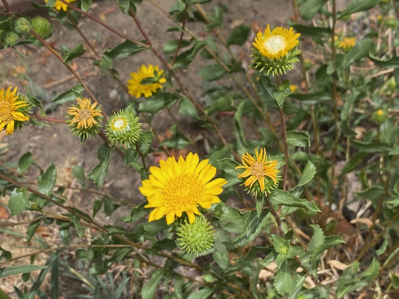 pollinator_post_6_12_25_2_1b461b1466a72a51_images_026