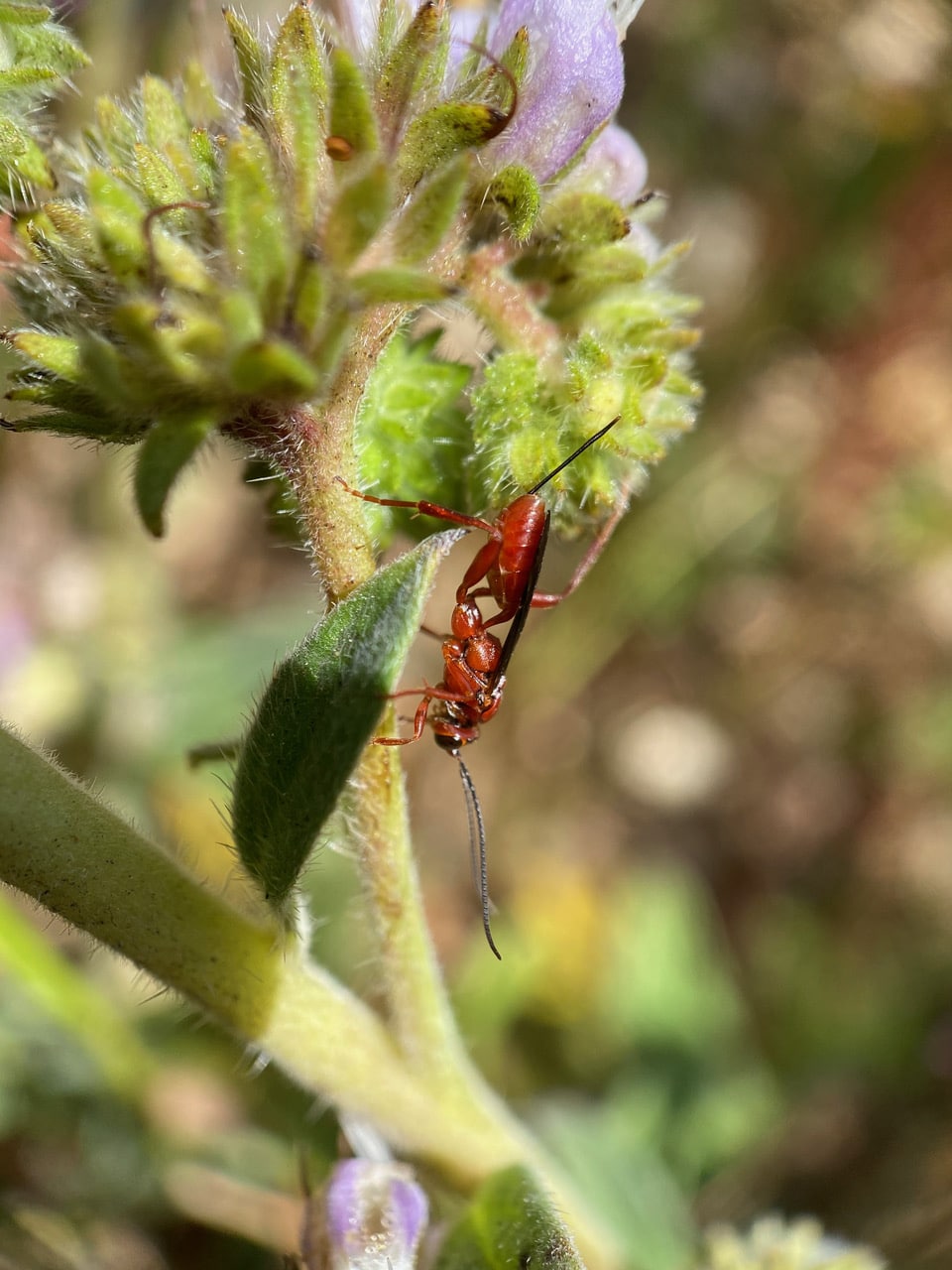 pollinator_post_6_14_23_2_981538a13e7523a6_images_026