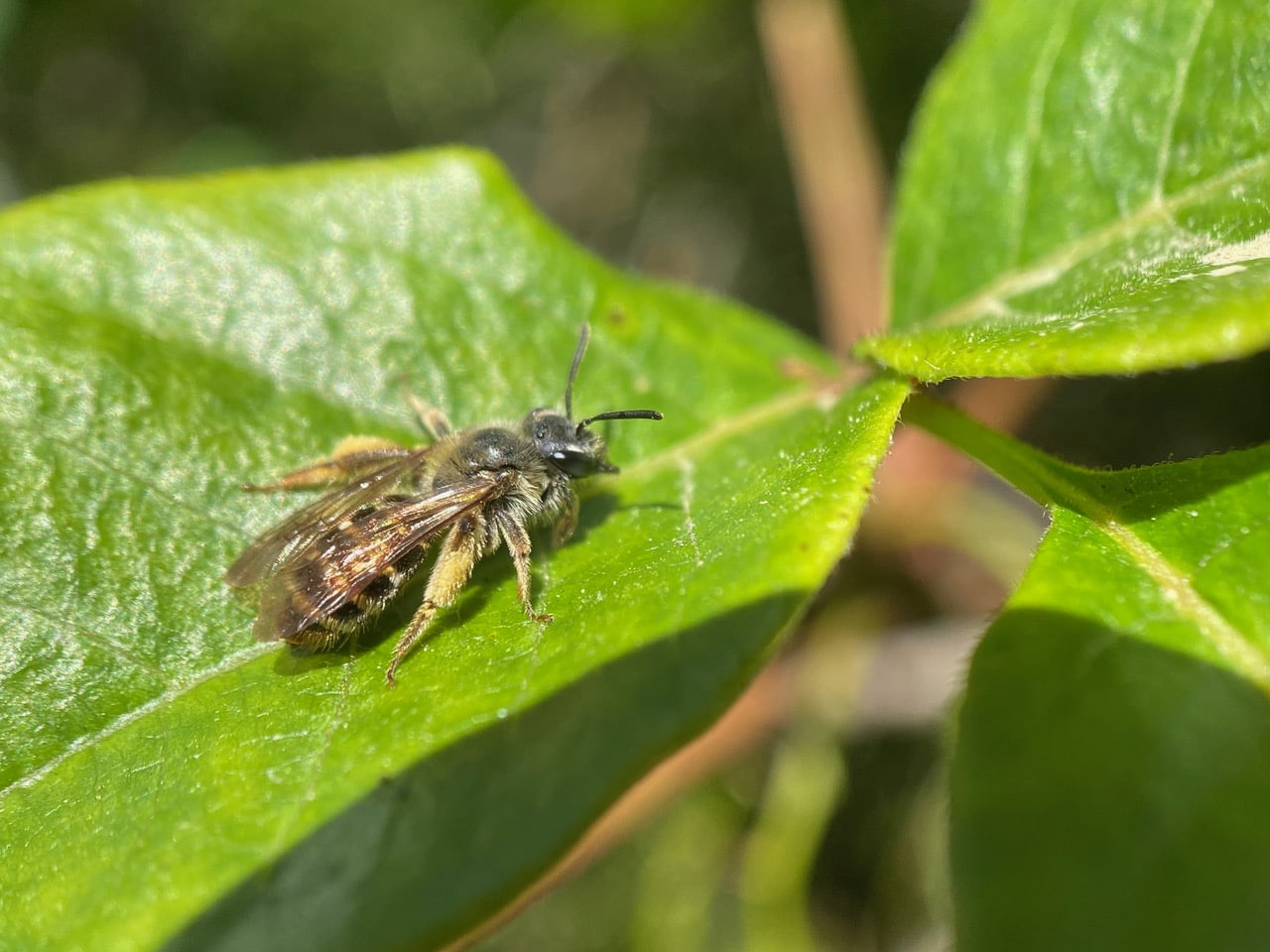 pollinator_post_6_15_23_2_fd9c0b7d4159a6ba_images_016