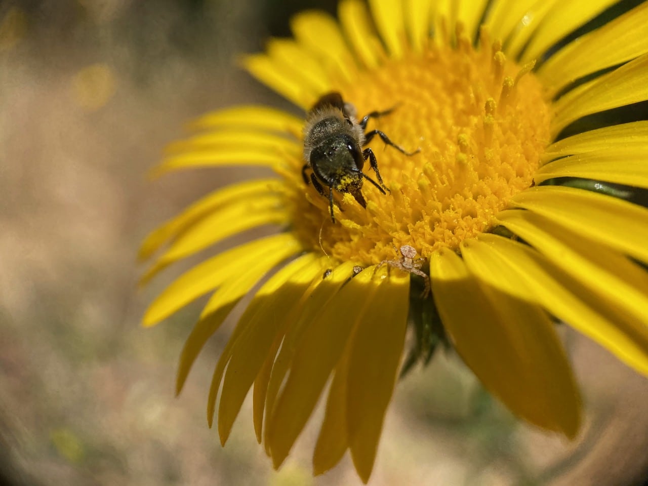 pollinator_post_6_17_24_2_ebff46b2f44bc63c_images_017