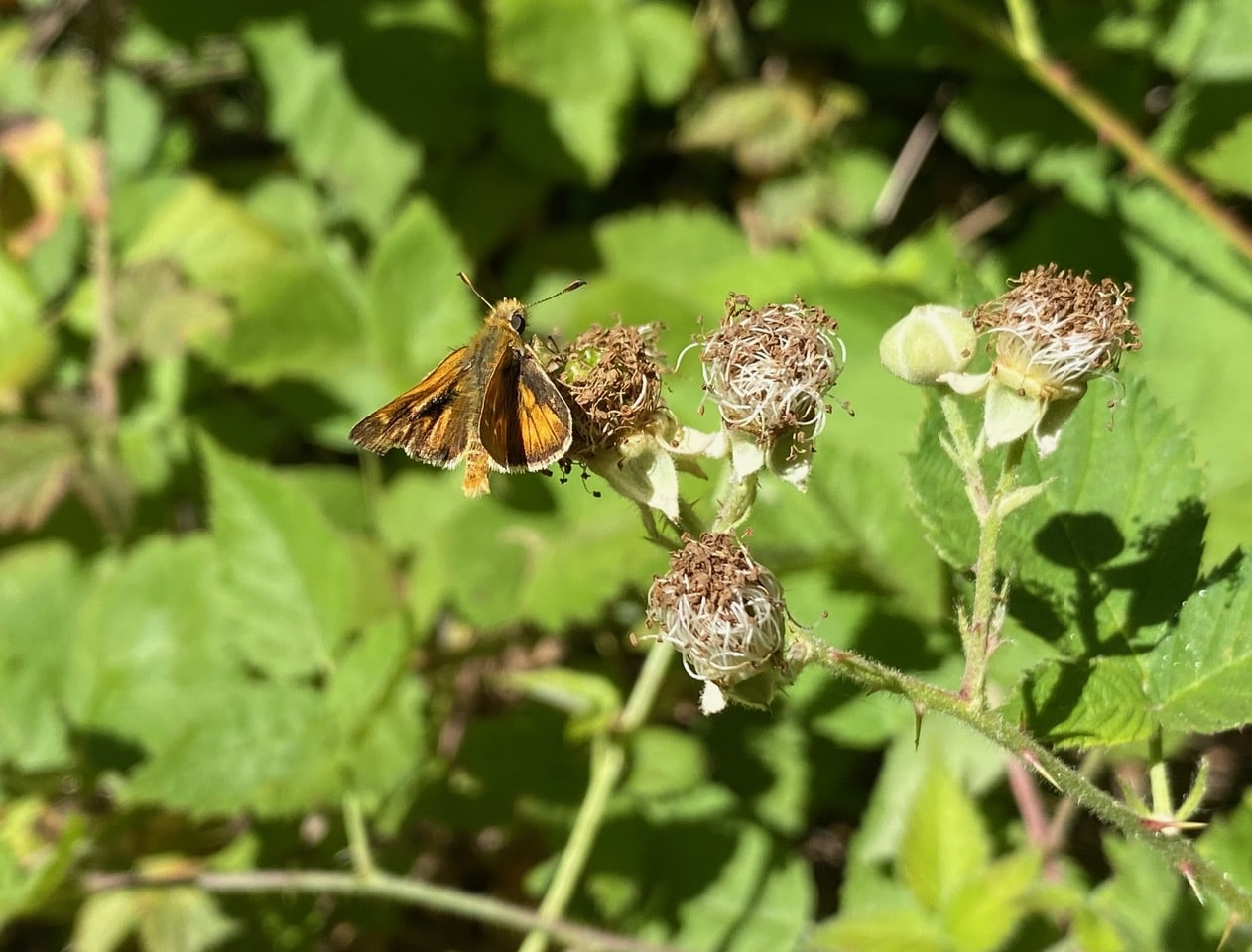 pollinator_post_6_18_25_1_7cbabd18a6071af_images_025