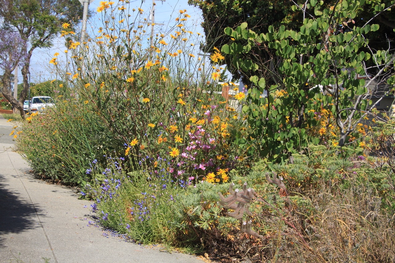 pollinator_post_6_19_24_2cca96826592a88f_images_028