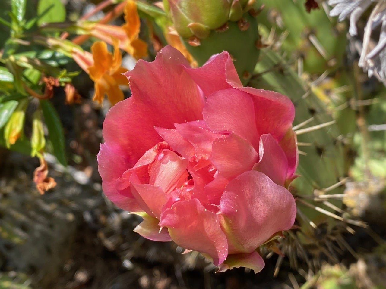 pollinator_post_6_20_24_2_c6d7add6606ec7a8_images_022