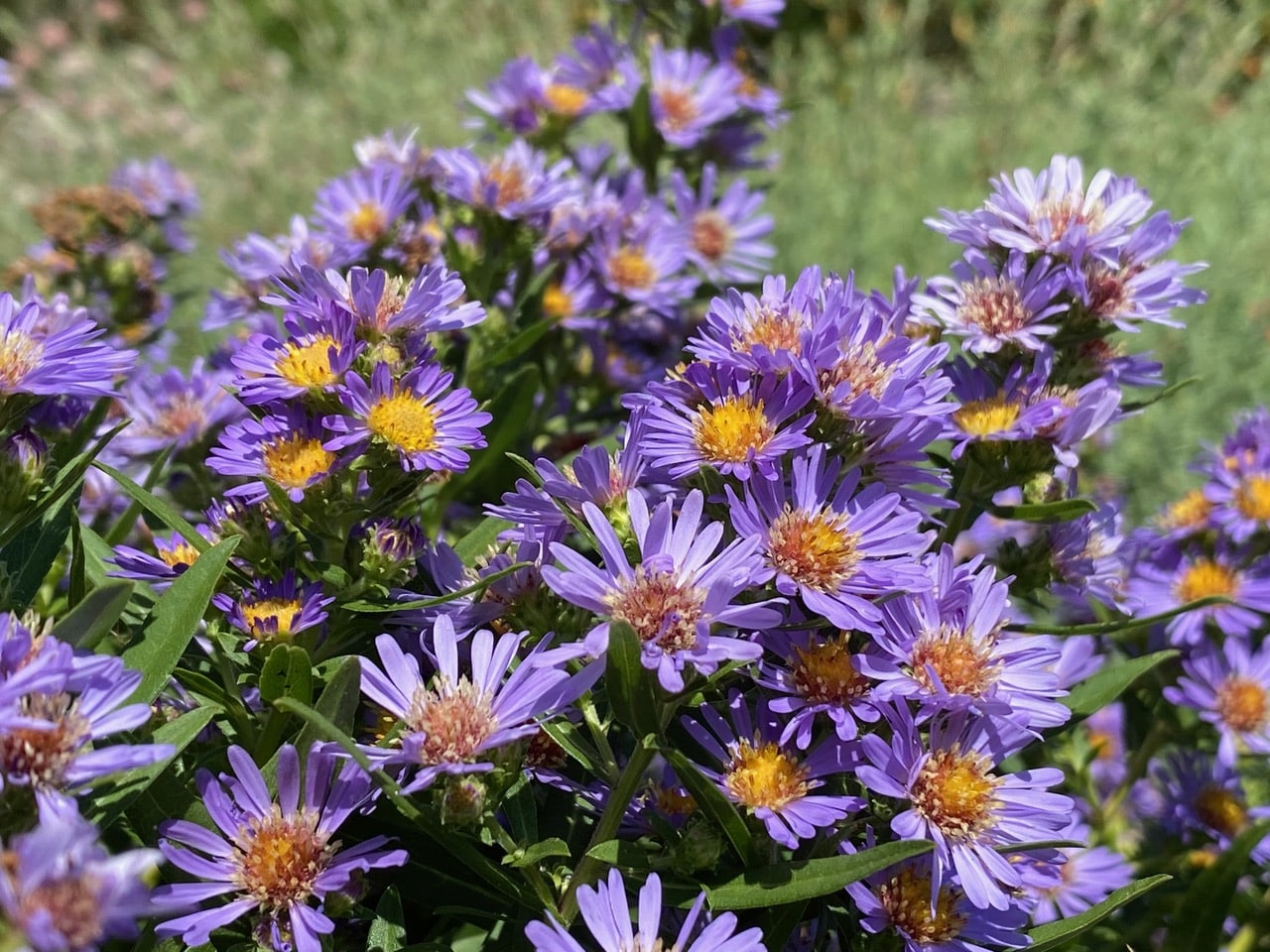 pollinator_post_6_21_24_2_ede6f61306d78733_images_029