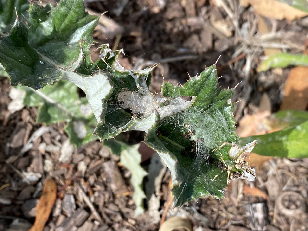 pollinator_post_6_23_23_2_7179d3dcab694ee2_images_014