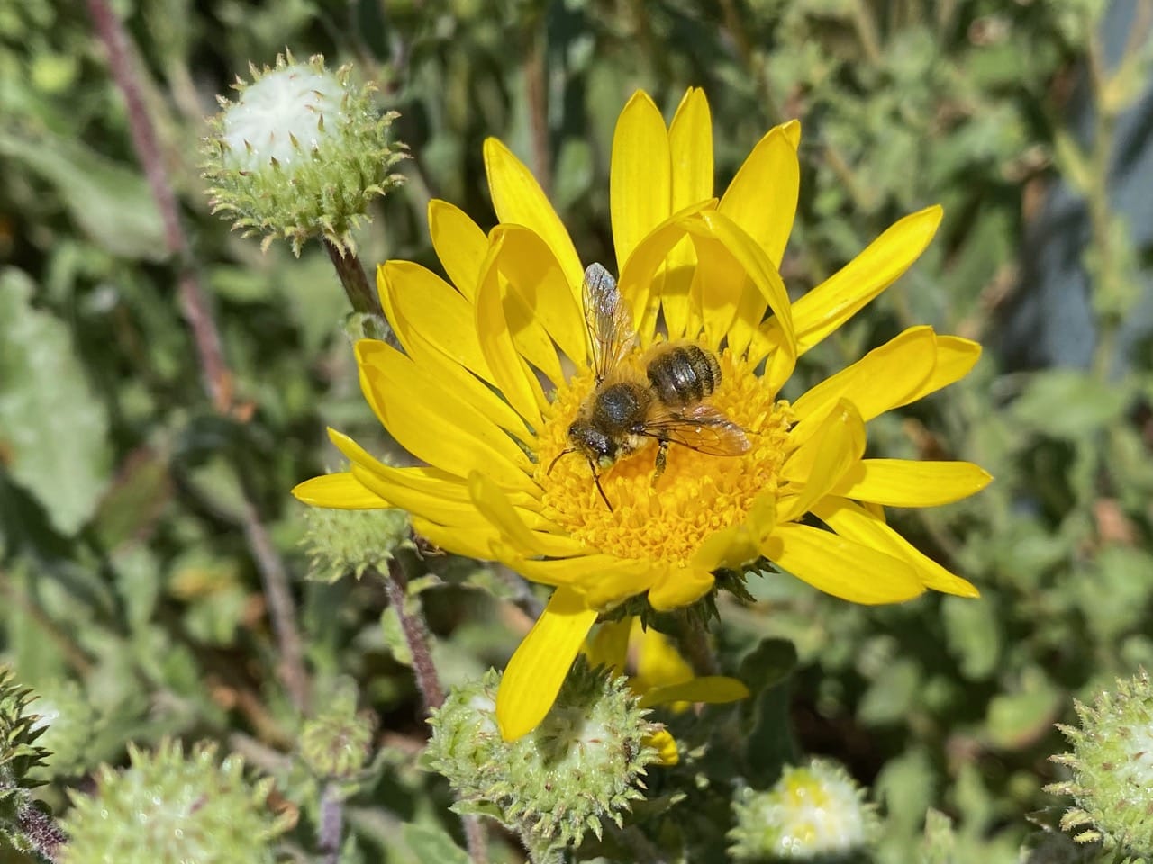 pollinator_post_6_28_24_2_ca399b33f76b5691_images_010