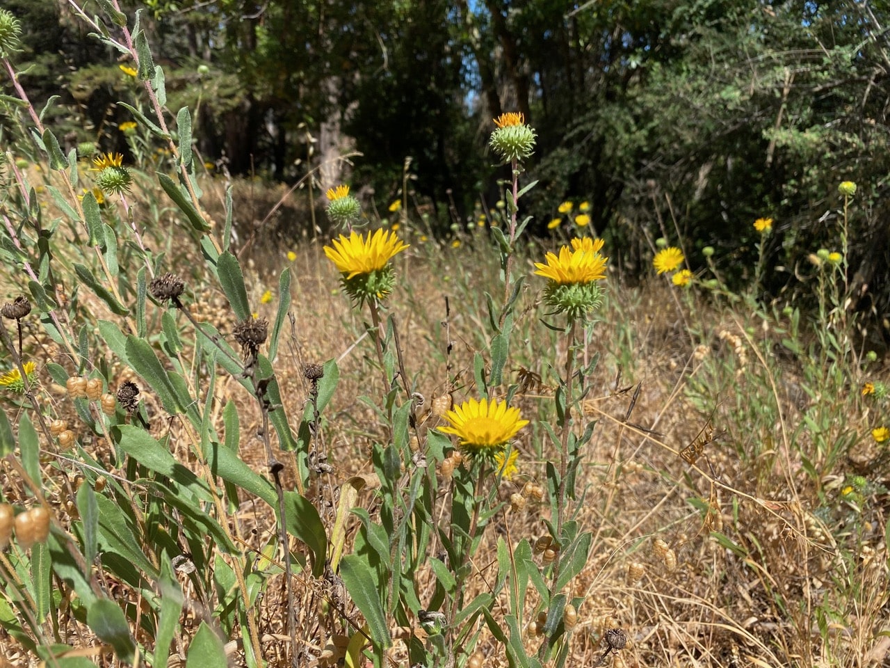 pollinator_post_6_28_25_2_f0c4a04d4d6e5ae0_images_017