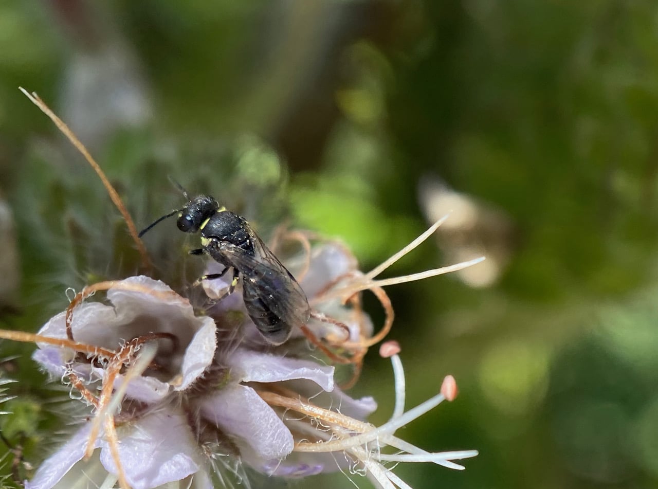 pollinator_post_6_29_23_cbe197980d08b72f_images_023