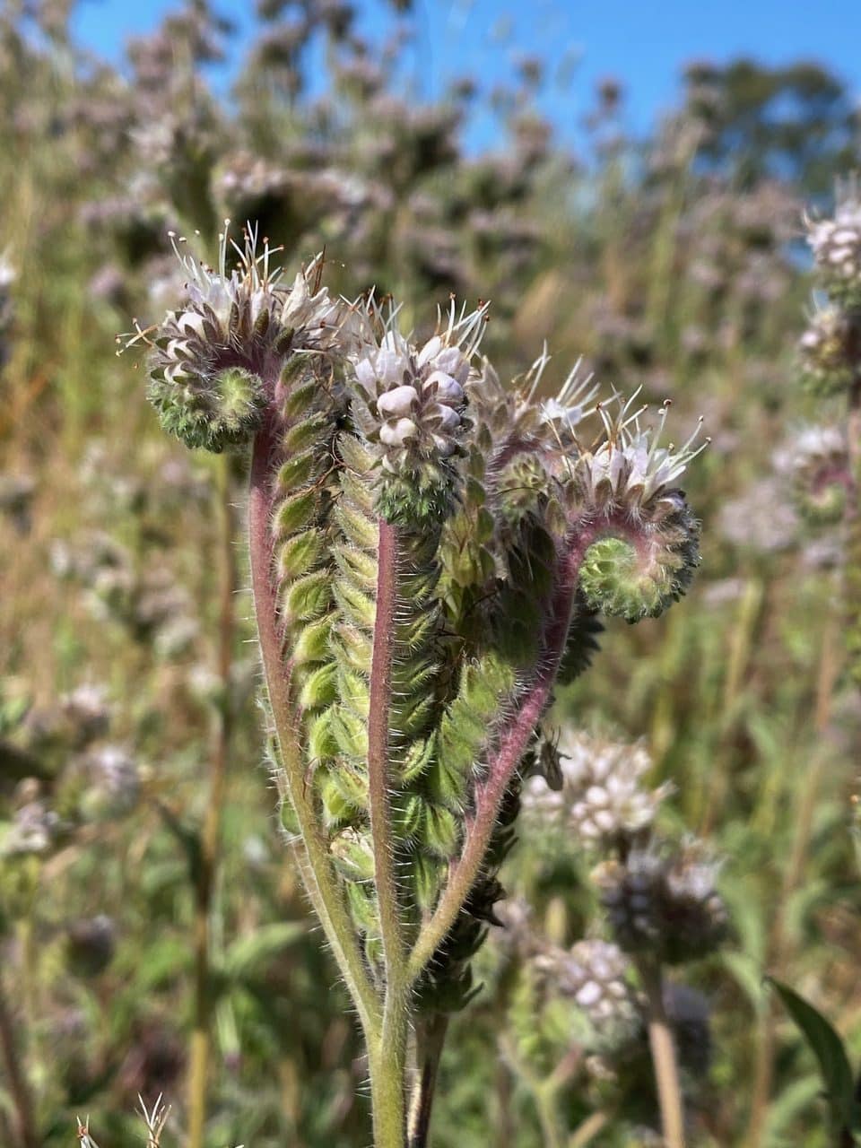 pollinator_post_6_3_23_1_b8b63aa08ae3f506_images_022