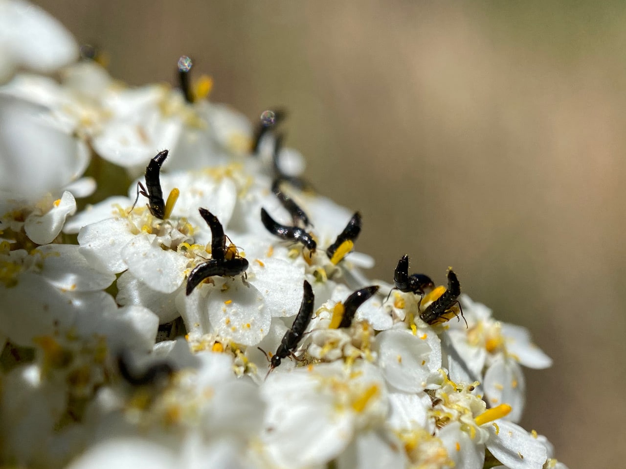 pollinator_post_6_3_23_3_5cb8d6942fa17d2b_images_011