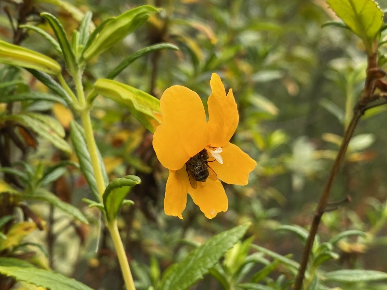 pollinator_post_6_3_24_2_768f03ec566280be_images_030